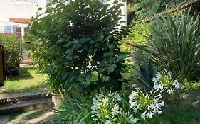 Les Agapanthes